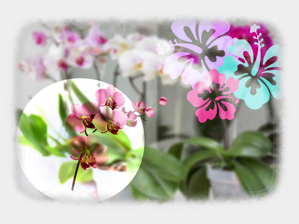 Beauty Orchids