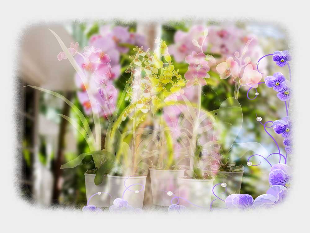 Color Orchids