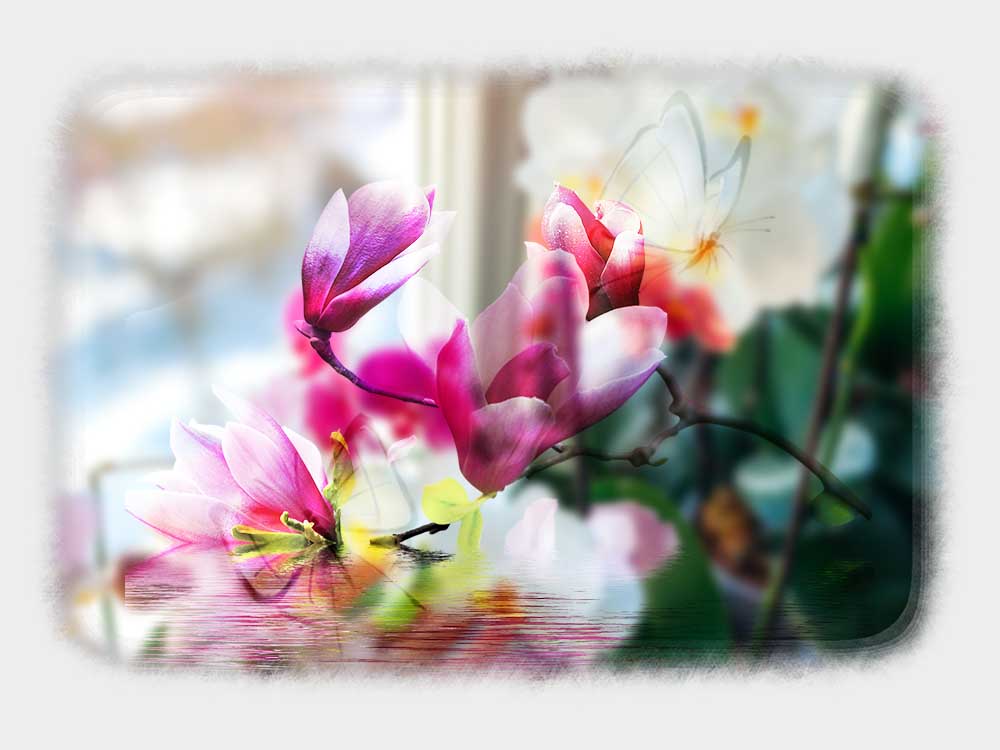 Home Orchids