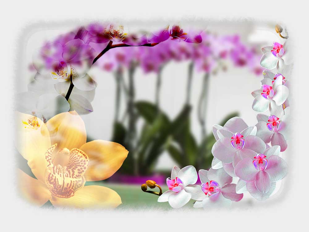Orchid Plants