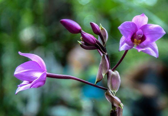 Orchidee Endemique