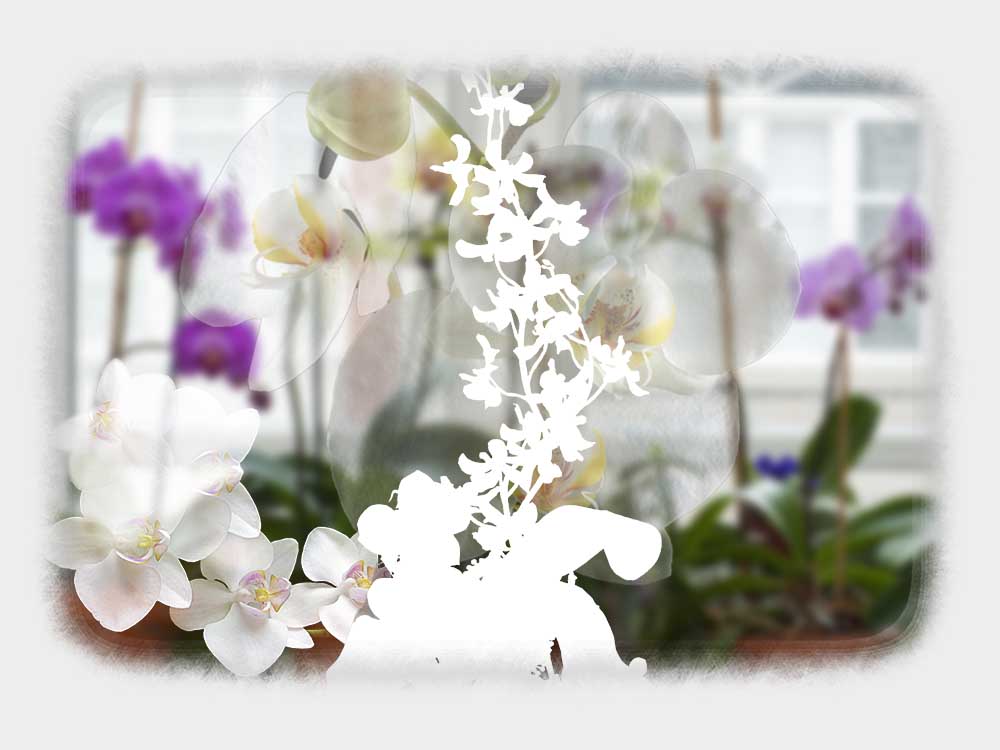 Orchids