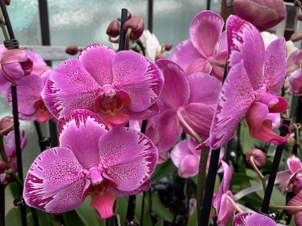 Phalaenopsis Ewelina