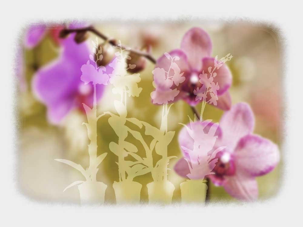 Pink Orchid